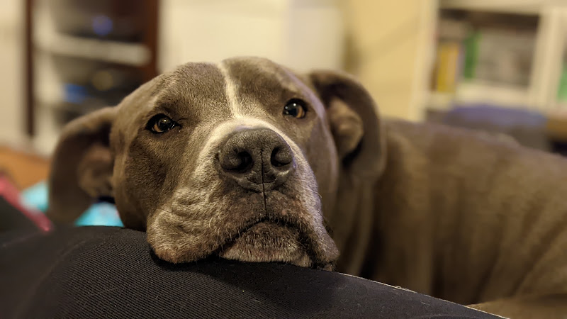 Canine Compassion GP