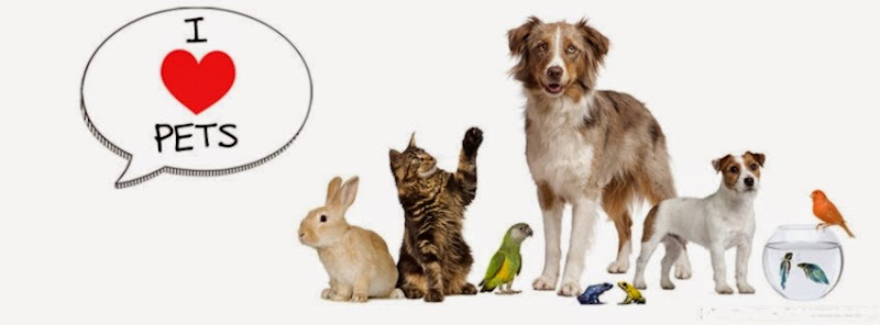 Pawsitive Pet Care