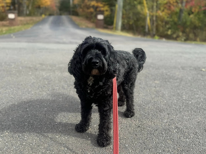 Walkies Pet Services