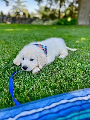 Sweet Pet Care