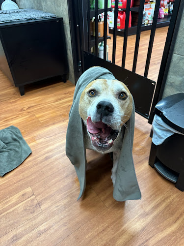 Pawsitive Paws Pet Care