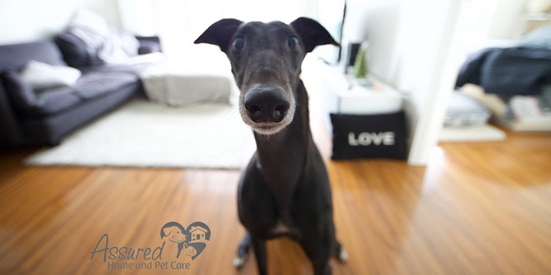 Assured Home and Pet Care Inc.