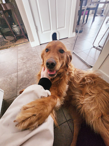 Open Arms Pet Care