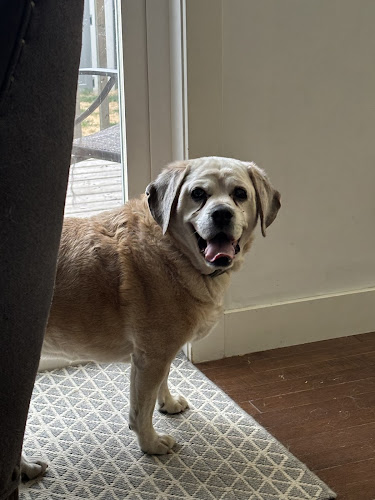Happy Paws Pet and House Sitting