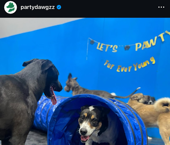 PARTY DAWGZ (Active Daycare+Boarding & Grooming)