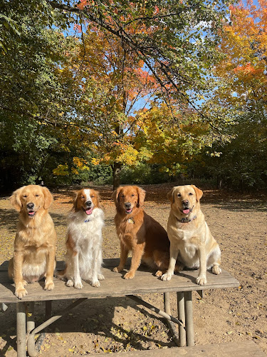 Paws’re Us Dog Walkers