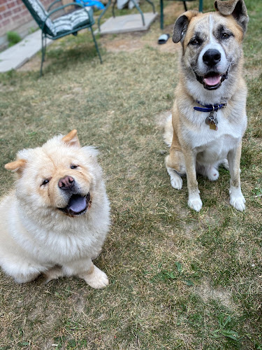 Cats & Canines Happy Place