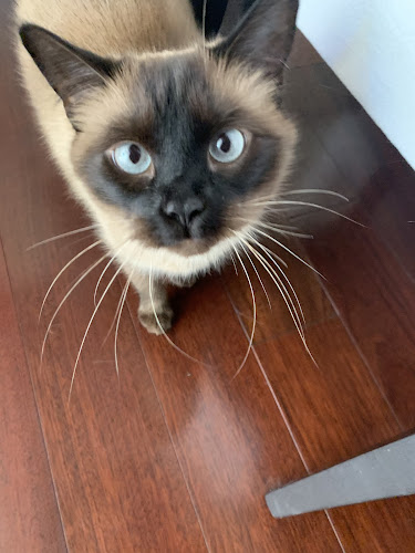 Traveling Trusted Pet Sitter