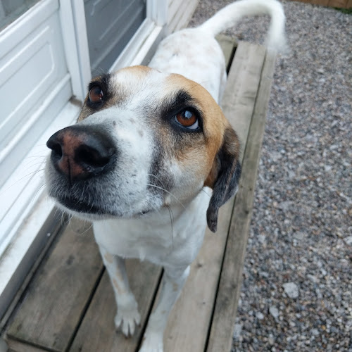 Vet Tech Pet Services