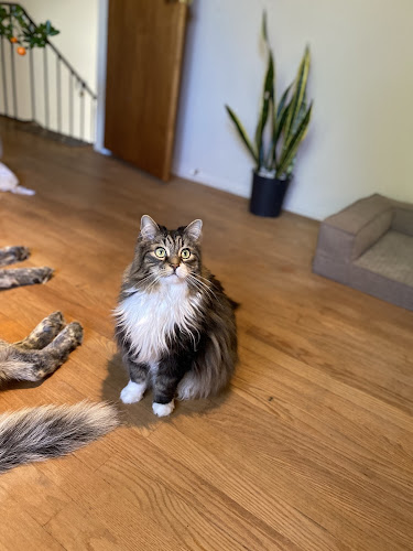 Nellie’s Neighbourhood Pet Sitting