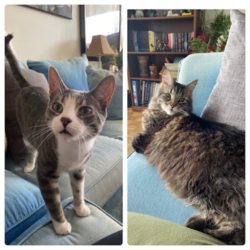 Nellie’s Neighbourhood Pet Sitting