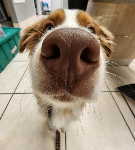 VCA Canada Bayview Animal Hospital