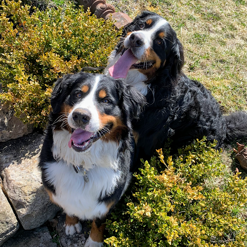 Royal Mountain Kennel
