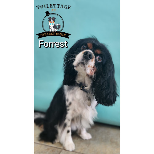 Toilettage Cabaret Canin