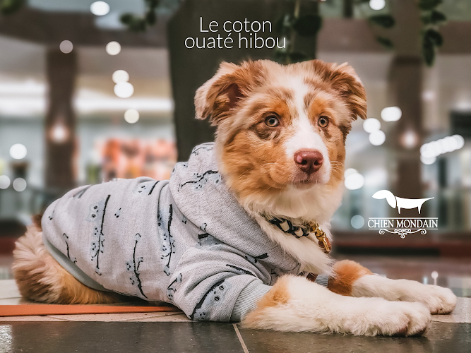Chien Mondain – Mode Canine