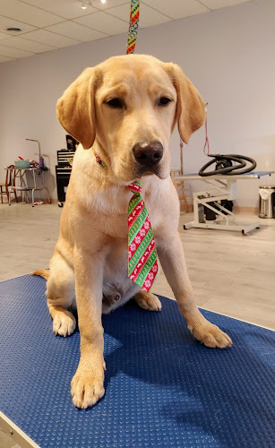 Dirty Dogs Grooming