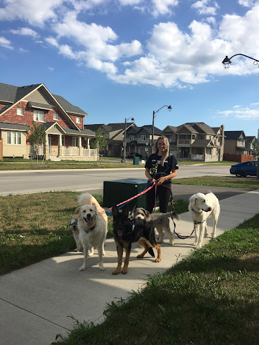 TLC Dog Walking