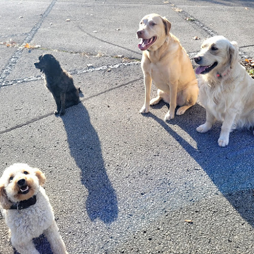 Scotty’s Dog Training