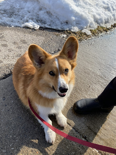 Trained by Steph Mobile Dog Training Services