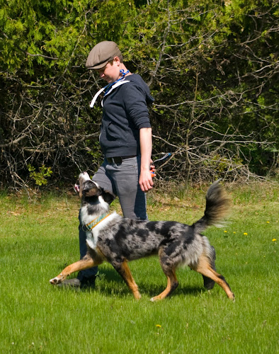 Scratch and Sniff Canine Services