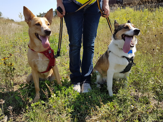 Smith Canine Academy
