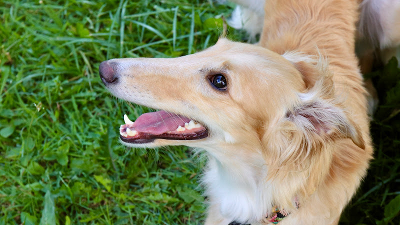 Beast Behaviour Dog Training