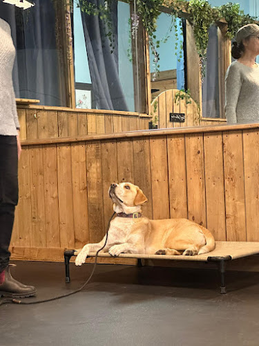 Beyond Dog Training