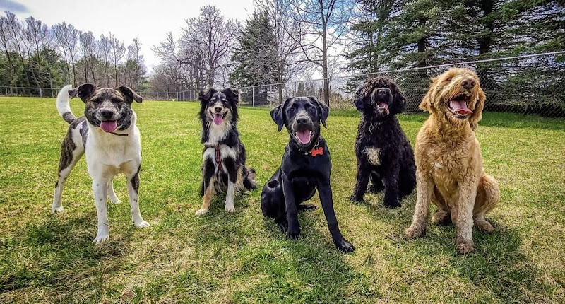 The Collected Canine