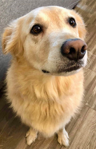 Simply Pawsitive