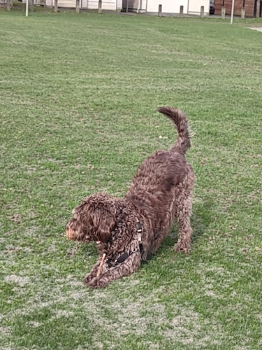 Pet Sitting & Dog Walking in Coquitlam