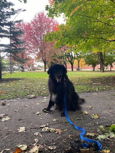 Pet PAWS Brockville – Play and Walk Services