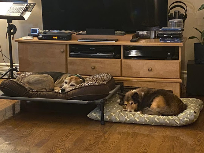 Wiggly Bum Pet Care Services
