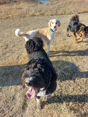 Yikes! Dogs