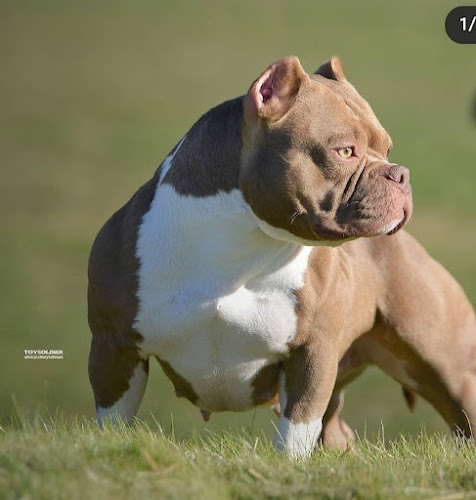 Pride Bully Farm