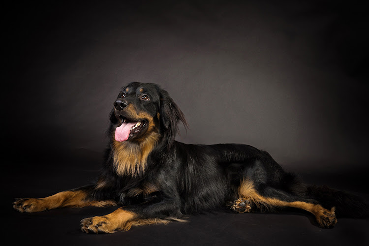 Cyno canin