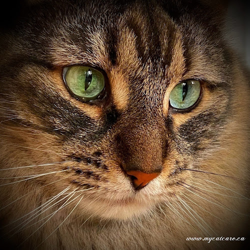 CatCare Pet Sitting Service | West Island – Montreal