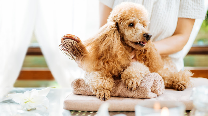 Westmount Dog Walkers and Pet Sitters