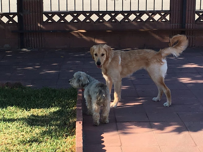 Karma Dog Training Vancouver