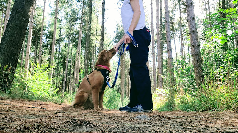 Dog Grrrl Canada