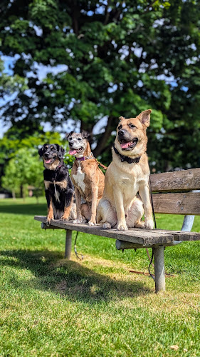 Real Life Canines