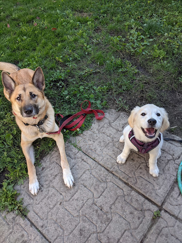 Kanata k9