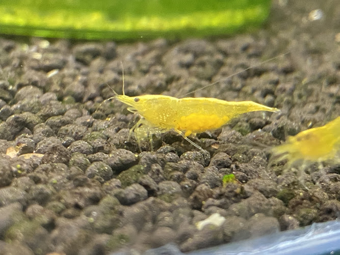 Canada shrimps