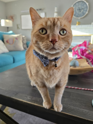 Sarnia Cat Sitter