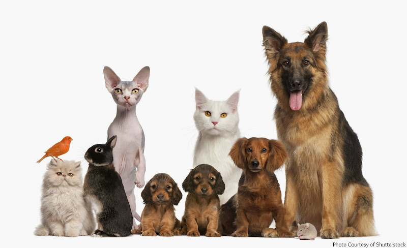 Eat.Love.Play Pet Care