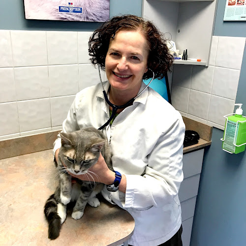 London Cat Clinic