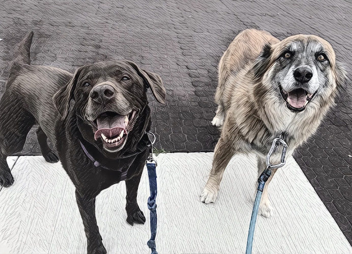 Your Dog Walker