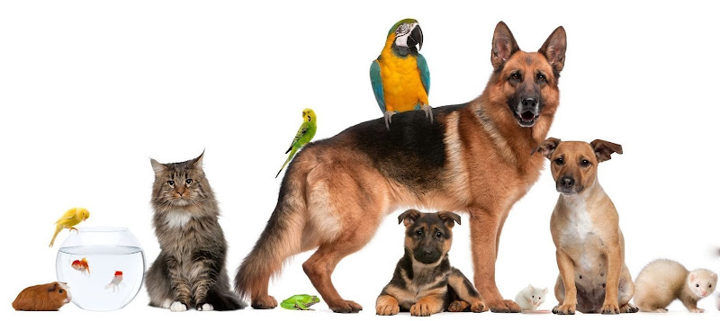 PAWS Pet Sitting – Stratford Ontario