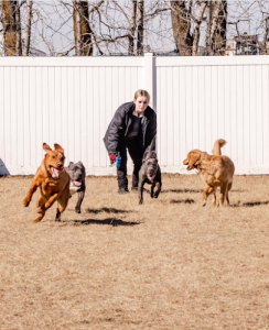 The Doghouse – A Canine Academy