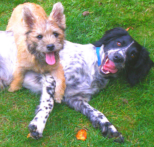 PawsAbilities Pet Services