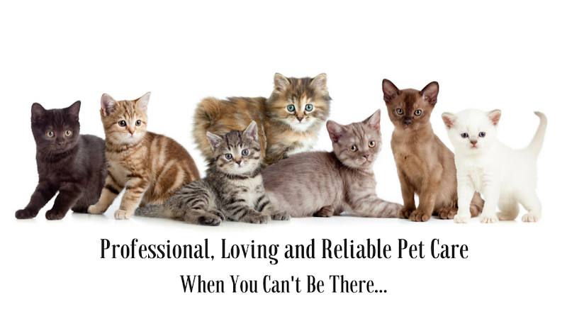 Cat Sitter Toronto Inc